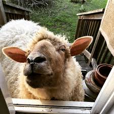 Fred At The Drive Thru Window Cheerios Snacktime Specialpriveleges Sheepgenius Princeofthepasture Sheep P Pet Sheep Animals Animal Photography Wildlife