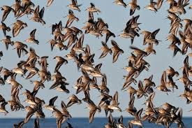نتیجه جستجوی لغت [flock] در گوگل