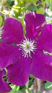 Maybe you would like to learn more about one of these? Clematis Warszawska Nike Purple Flowering Clematis Climbers