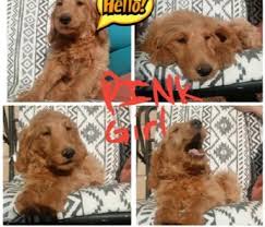 1) boise has many direct flights to california locations. Goldendoodle Puppy For Sale Adoption Rescue For Sale In La Verne California Classified Americanlisted Com