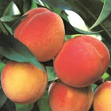 Check spelling or type a new query. Contender Peach Tree Gurney S Seed Nursery Co
