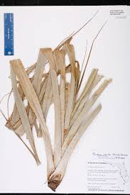 Image result for Pandanus odoratissimus