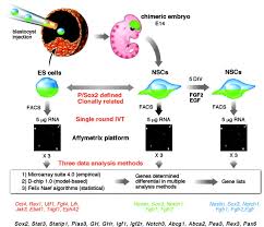 Genetic And Functional Differences Between Multipotent Neural And Pluripotent Embryonic Stem Cells Pnas