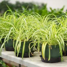 Image result for Chlorophytum lancifolium
