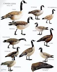 Canada Geese Snow Goose Goose Hunting Canadian Goose