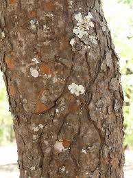 Image result for Julbernardia paniculata
