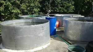 Khusus bagi yang menggunakan kolam tembok atau beton maka kolam tersebut sebaiknya di keringkan dulu selama kurang lebih seminggu dan kemudian baru. Tips Budidaya Lele Menggunakan Kolam Galvalum Praktis Dan Higienis Tribun Jateng