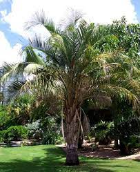 Mule Palm X Butyagrus Nabonnandii Hybrid Of Queen Palm Syagrus Romanzoffiana And Pindo Palm Butia Capitata Photo Ed Ladd Palm Landscape Photo
