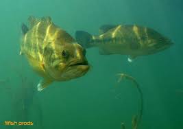 Ha nálunk étkezik, megtapasztalhatja kellemes hangulatú, gyors és letisztult konyhánkat. Le Black Bass Apprendre A Le Connaitre Pour Le Pecher