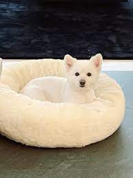 · he is named after rm's old stage name. ê¹€ë‚¨ì¤€ Rm On Twitter Happy New Year Bts Monie