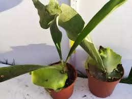 Image result for parožnatka Platycerium