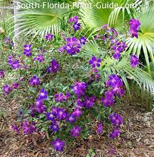 We did not find results for: Dwarf Tibouchina