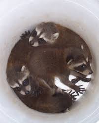 What To Do If You Find A Baby Raccoon Care Tips Humane Raccoon Removal