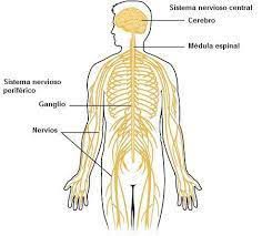El sistema nervioso central (snc) está formado por el cerebro y la médula espinal. Dibujo Del Sistema Nervioso Brainly Lat
