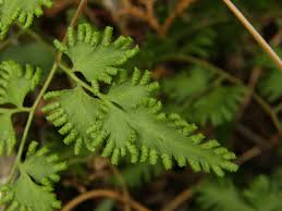 Image result for Lygodium