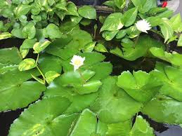 Cara menanam anak benih betik apm ini mudah jika segala persiapan dilakukan. Diy Kolam Ikan Dan Tanaman Aquaponic