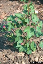 Image result for Gossypium