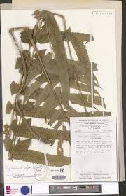 Image result for Menisorus pauciflorus