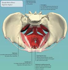 Injuries to the bones of the foot commonly occur in athletes and active individuals. 6 The Pelvis Basicmedical Key