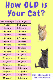 How Old Is Your Cat In Cat Years Convert Your Cats Age