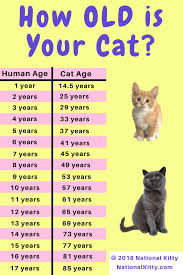 how old is your cat in cat years convert your cats age