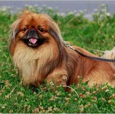 Contact georgia pekingese breeders near you using our free pekingese breeder search tool below! Pekingese Puppies For Sale Adoptapet Com