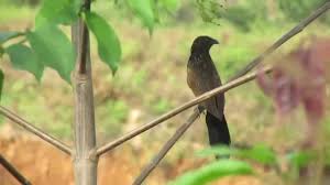 Download lagu suara burung dudut betina mp3 dapat kamu download secara gratis di metrolagu. Suara Burung Bubut Betina Mxbids Com