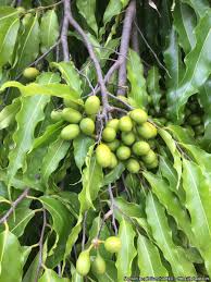 Image result for Monoon longifolium