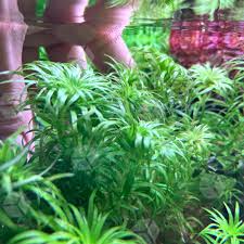 Image result for Syngonanthus