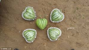 Rare and sometimes even weird tropical fruits, with unusual and unique shapes and flavors. Chinese Company Grows Fruit Into Bizarre Shapes Daily Mail Online