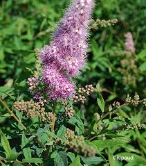 Image result for Spiraea billardii