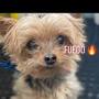 Fuego Dogs from www.tiktok.com