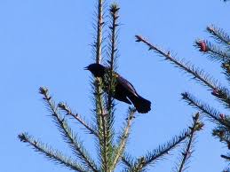 Black Bird With White Chest Colorado Redwinged Blackbird April 2018 Renton Washington Bald Eagle Black Bird Birds