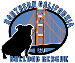 A rescued bulldog is usually very affectionate and bonds with you quickly. Norcal Bulldog Rescue Help Us Rescue English Bulldogs