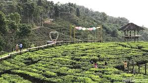 Temukan tempat wisata favorit di kebumen, jawa tengah. Bukan Gambir Di Jakarta Ini Gambir Di Jember
