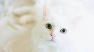 Apabila situasi ini yang terjadi maka beringatlah bahawa allah swt menghantar kucing itu sebenarnya untuk menguji kita. 5 Tanda Kucing Kangen Ketika Ditinggal Pergi Pemiliknya Peliharaan Kamu Gimana