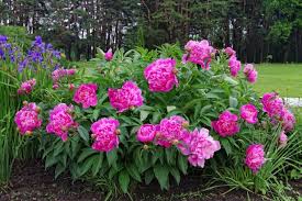 Maybe you would like to learn more about one of these? Caring For Peonies Diy