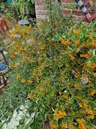 Image result for Pyracantha coccinea soleil d'or