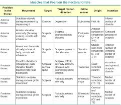 Openstax Anatomy And Physiology Ch 11 The Muscular