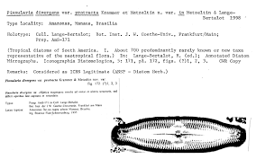 ANSP Diatom New Taxon File