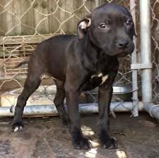 pin on ameri pit bull terrier