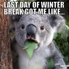 45 Photos That Won T Make Sense To Non Teachers Funny Koala Funny Animal Memes Funny Animal Jokes