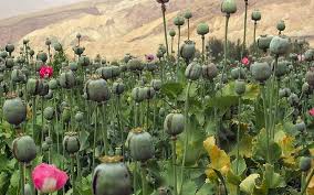 Résultat de recherche d'images pour "afghan poppy fields"
