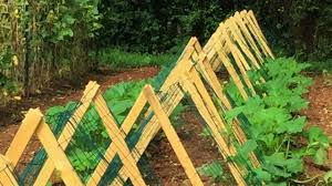 Raleigh's Well Fed Community Garden nourishes the body and soul
