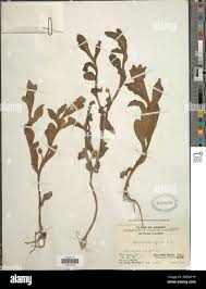 Image result for Sphaeranthus gomphrenoides