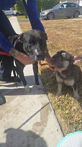 Lost dogs in Hollywood, Florida