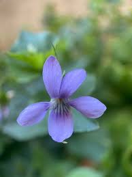 Image result for Viola abyssinica
