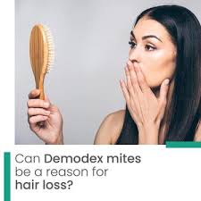 It is closely related to demodex folliculorum, another type of mite. Can Demodex Mites Be A Reason For Hair Loss Health Beauty Fitness Service In Agara Bangalore Click In