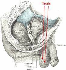 However, the size of the testes decreases with age. Dictionary Normal Testis The Human Protein Atlas