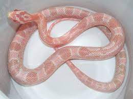 Wildlife Cameras Capture The Beauty Of 15 Pink Animals In Nature Pink Animals Corn Snake Pretty Snakes
